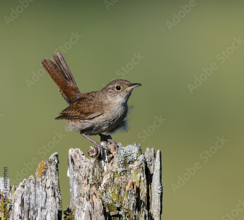 House Wren photo