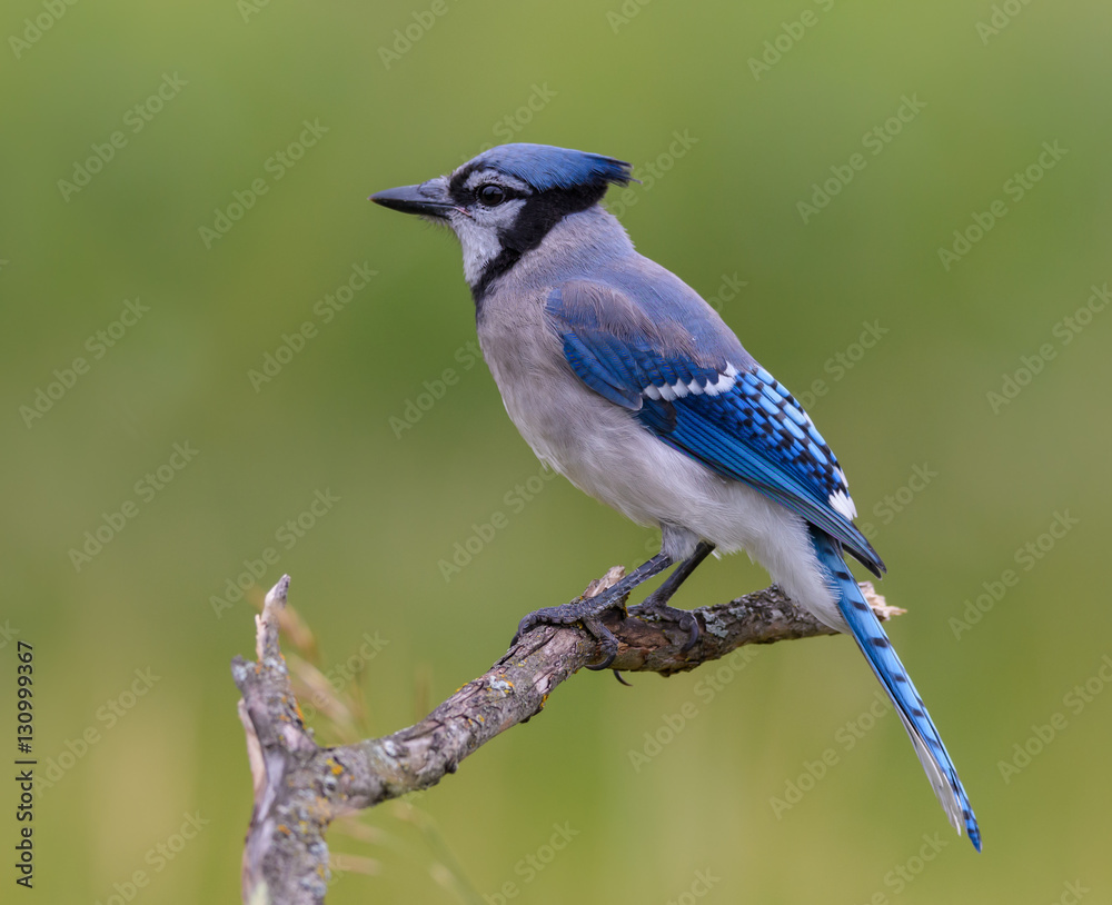 Fototapeta premium Blue Jay on Green Background