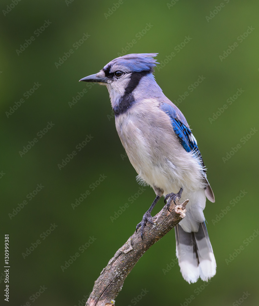 Blue Jay in Summer on Green Background Blue Jay in Summer on Green Background
