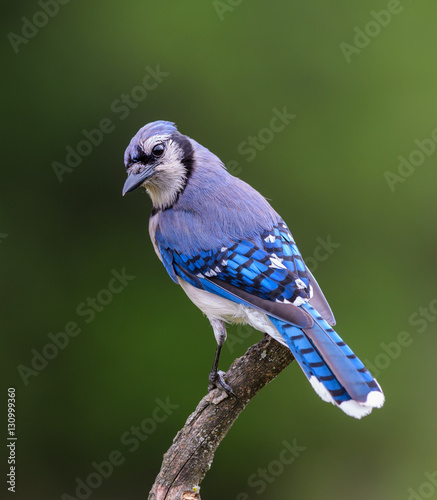 Canvas-taulu Blue Jay on Green Background