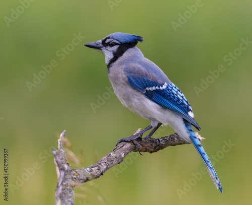 Blue Jay on Green Background