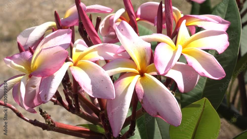 Plumeria beautifully with two colors of the flowers species of Southeast Asia. Plumeria beautifully with two colors of the flowers species of Southeast Asia.