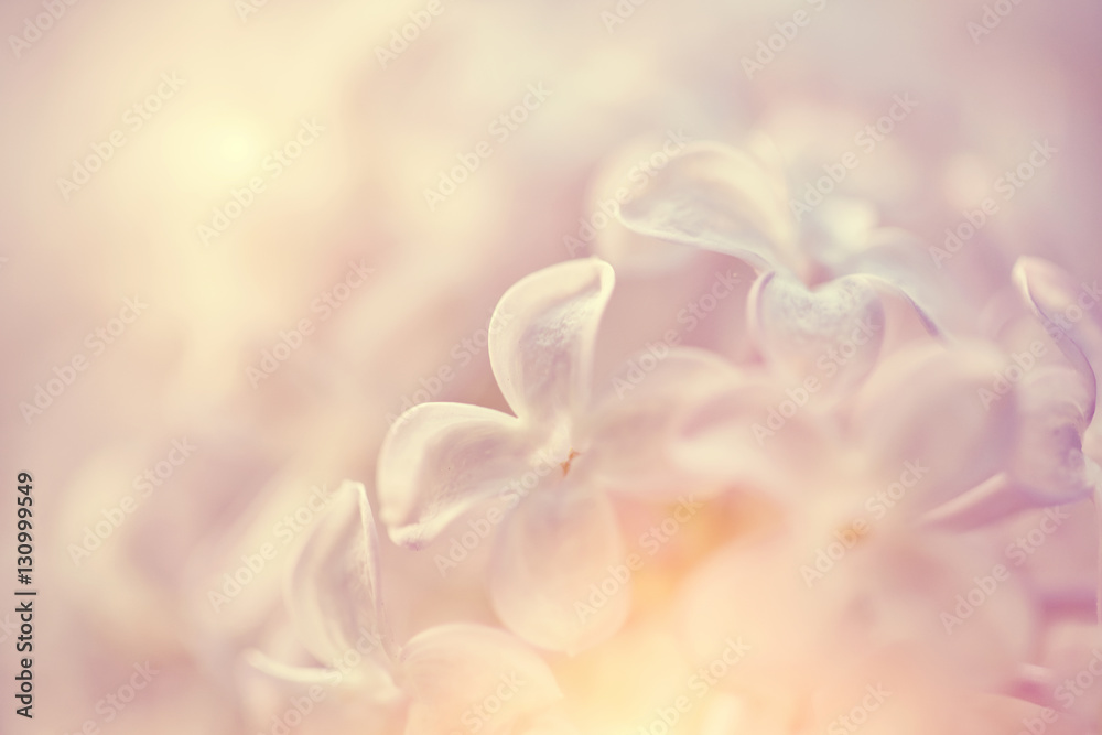 Blurred background with flowers of a lilac Blurred background with flowers of a lilac