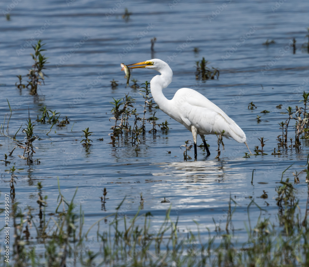 Fototapeta premium Great Egret Fishing