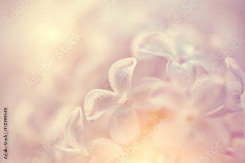 Blurred background with flowers of a lilac