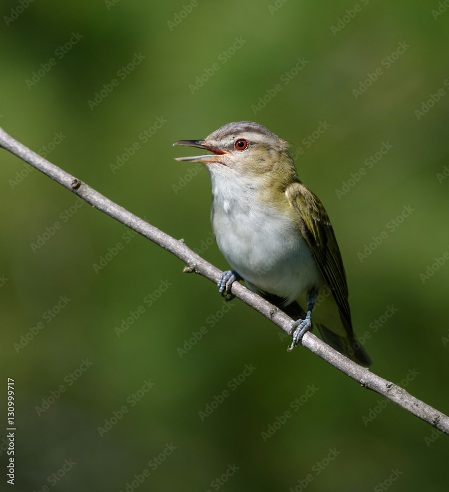Fototapeta premium Red-Eyed Vireos