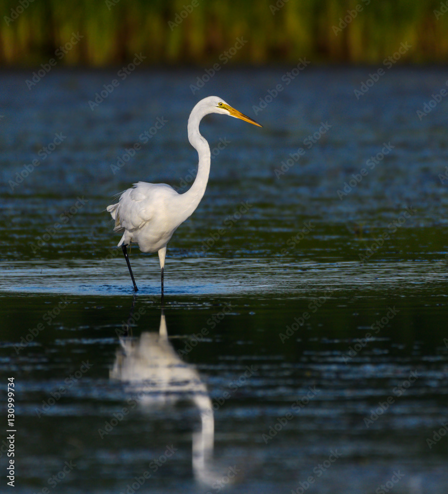 Fototapeta premium Great Egret with Reflection Fishing