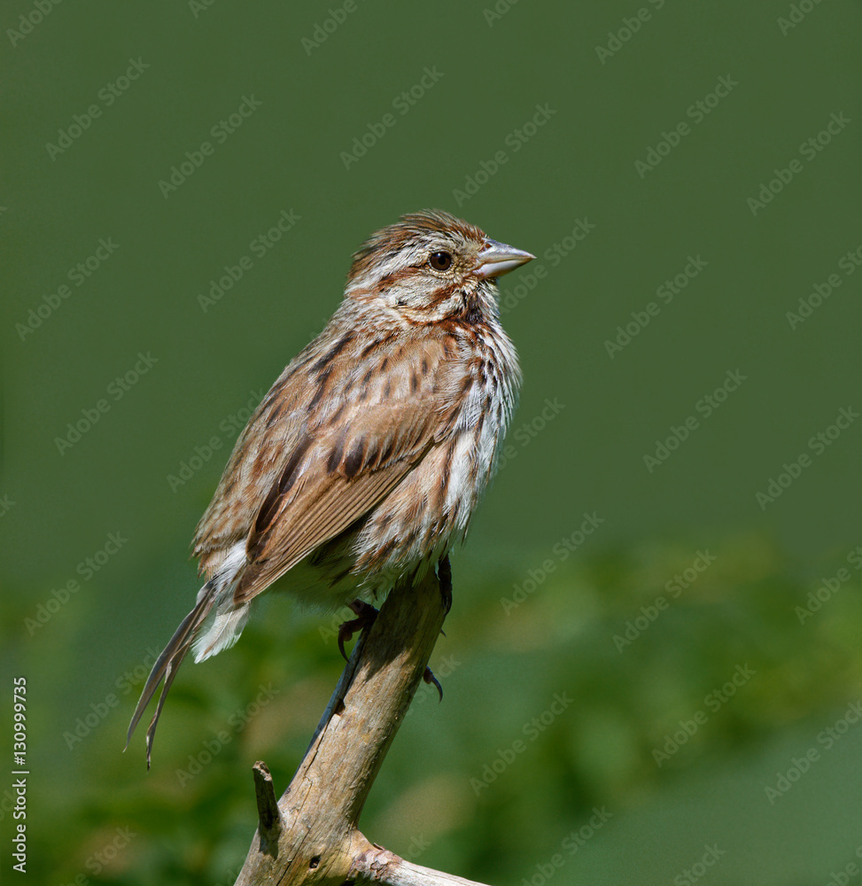 Fototapeta premium Song Sparrow