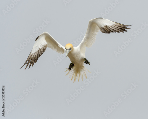 Northern Gannet in Flight © FotoRequest