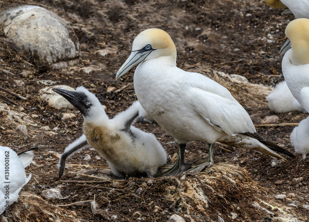 Northern Gannet with Chick Northern Gannet with Chick