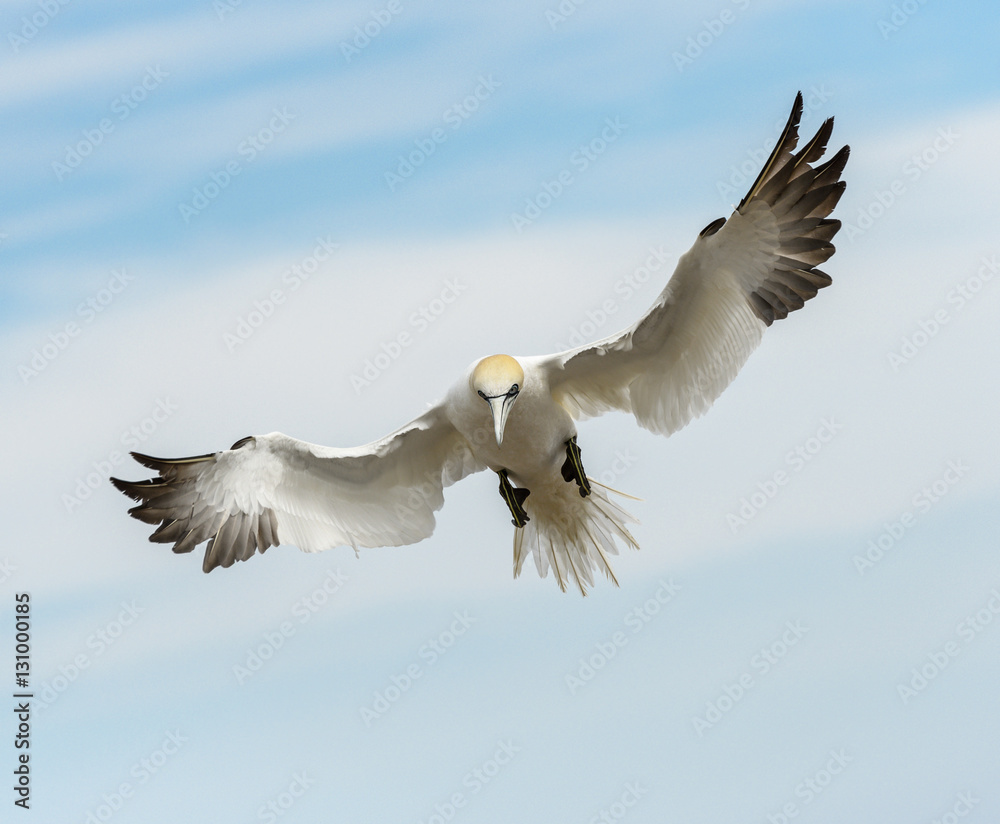 Obraz premium Northern Gannet in Flight