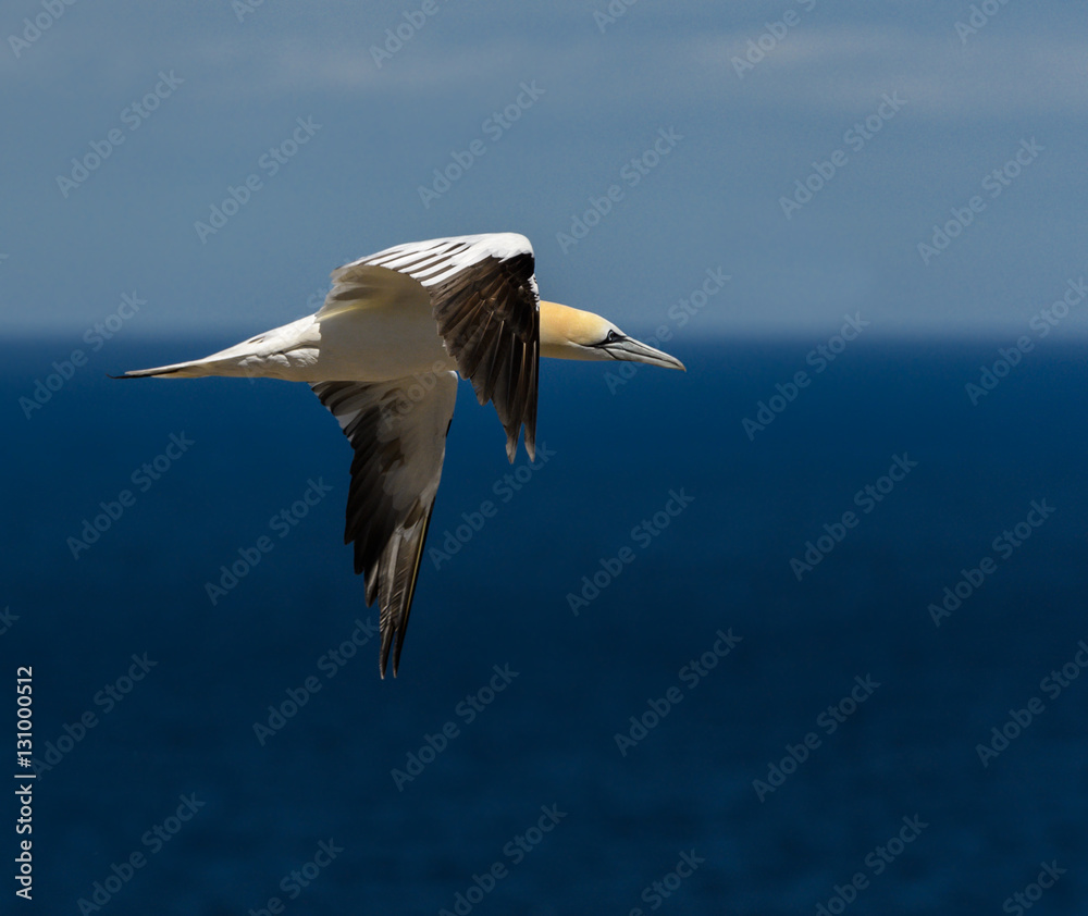 Fototapeta premium Northern Gannet in Flight Over Blue Ocean