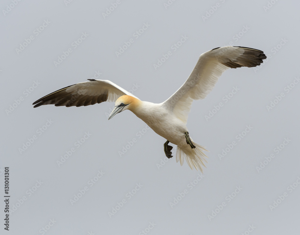 Fototapeta premium Northern Gannet in Flight, Landing