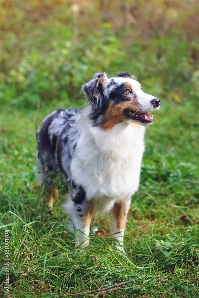 Blue merle Australian Shepherd dog staying and posing in the forest