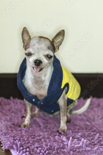Fototapeta Naklejka Na Ścianę i Meble -  Chihuahua dog