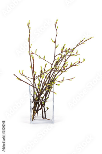 Spring branch isolated 