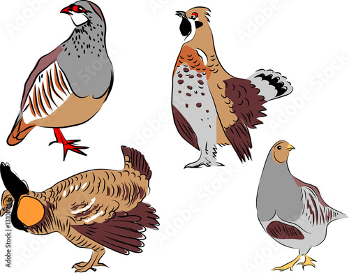 Red legged partridge, hazel grouse, greater prairie chicken, grey partridge