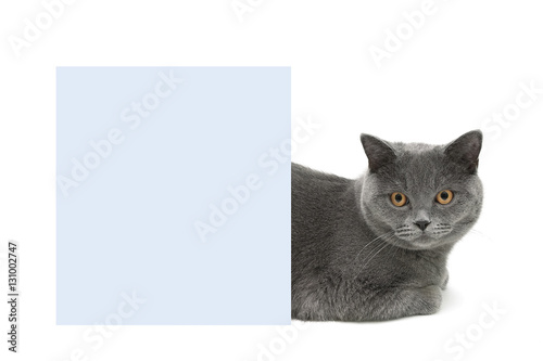 cat with yellow eyes lying behind a banner on a white background