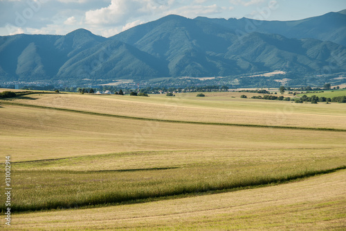 Summer landscape