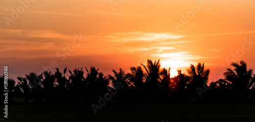 coconut tree and rice filed at sunset.