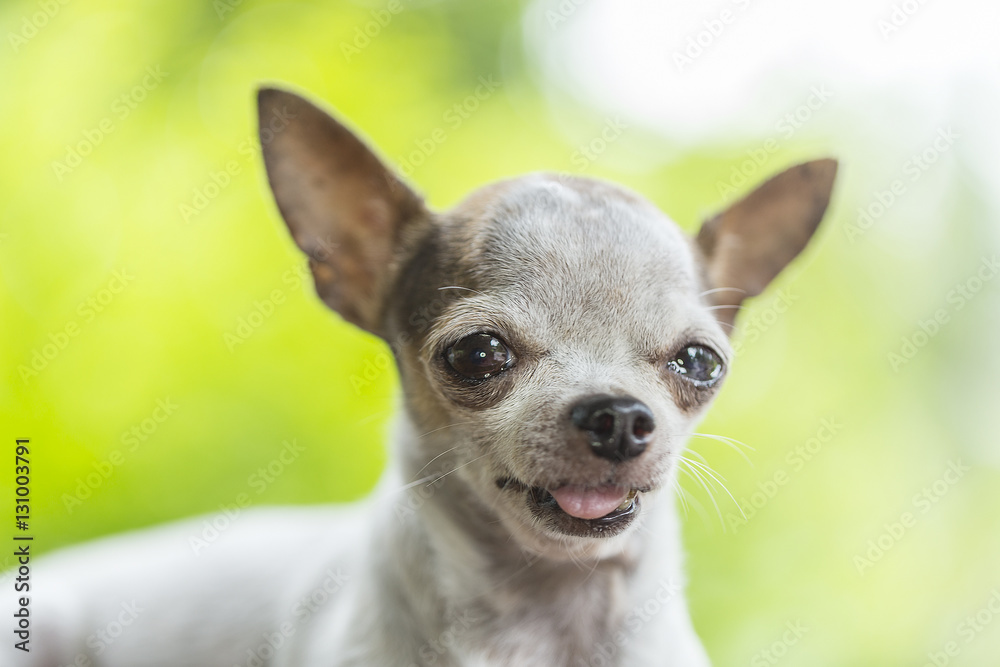 Chihuahua dog relaxing