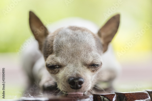 Chihuahua dog relaxing © Suphatthra China