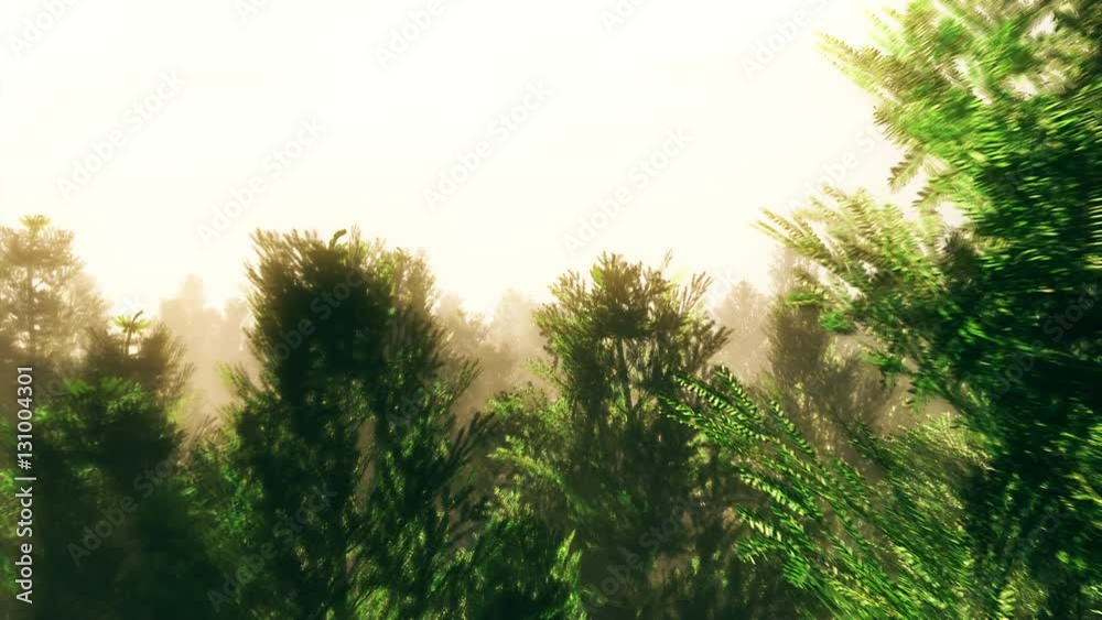 Flying over a Pine Forest Aerial Cinematic 3D Animation Flying over a Pine Forest Aerial Cinematic 3D Animation