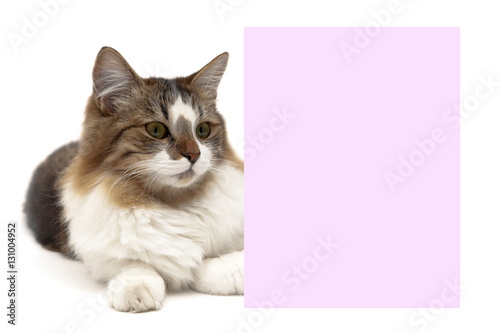 fluffy cat lies behind a banner on a white background