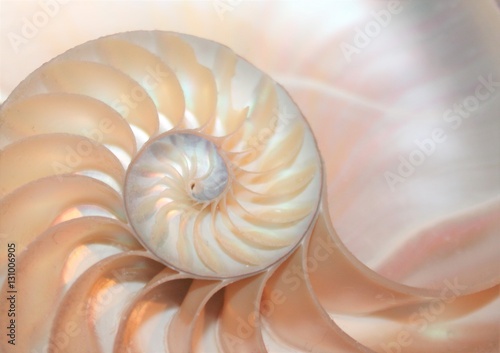 shell nautilus pearl Fibonacci sequence symmetry cross section spiral shell structure golden ratio background backdrop (nautilus pompilius) copy space half split stock, photo, photograph, image 