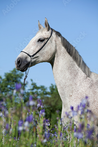 Portrait of nice white horse in blooming meadow