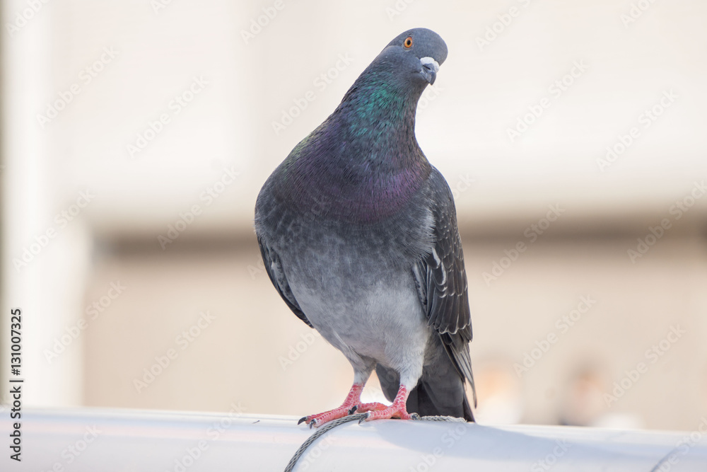 Obraz premium ハト