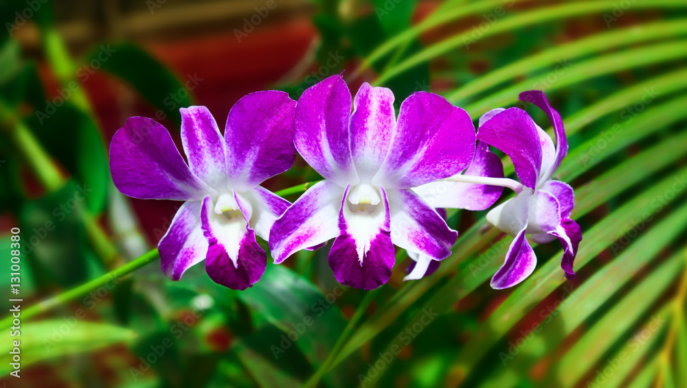 Beautiful orchid phalaenopsis.
