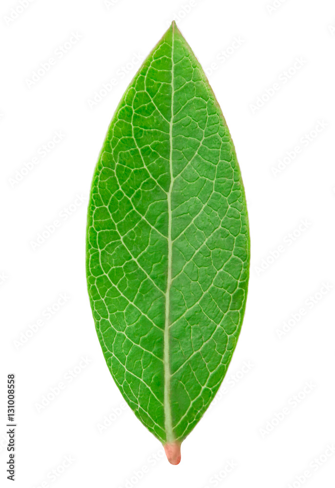 Obraz premium Blueberry leaf isolated on a white background with clipping path