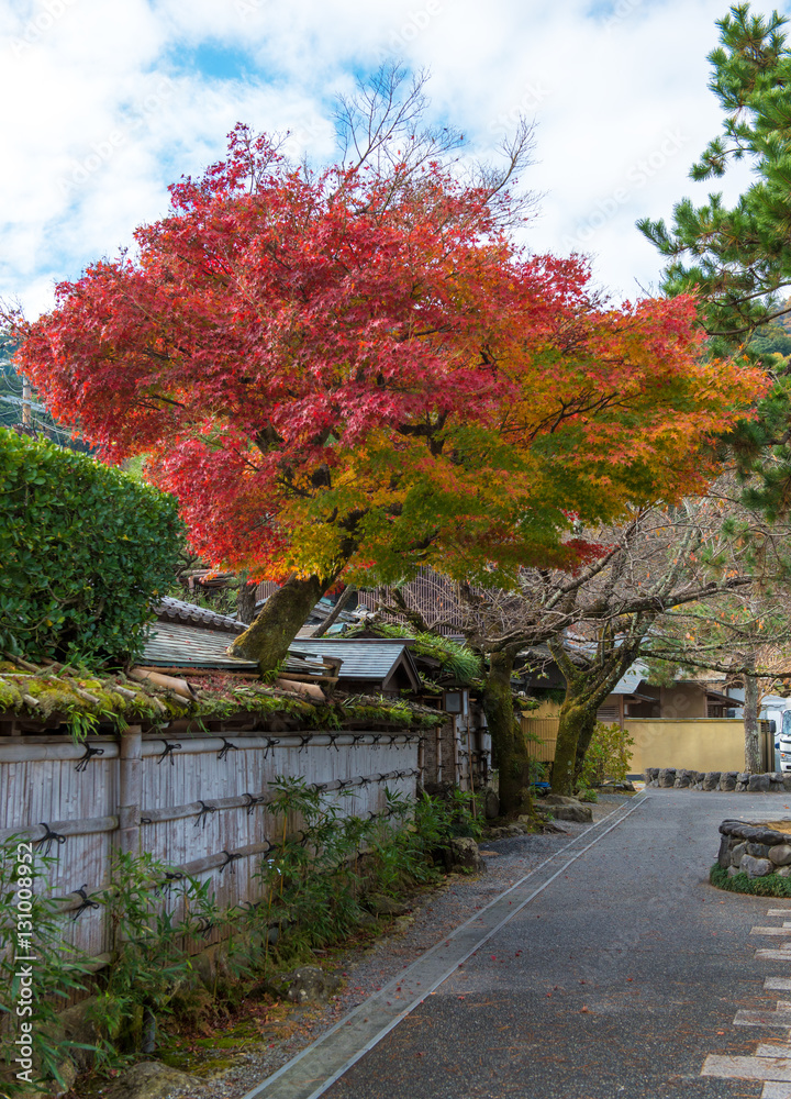 Maple tree in autumn season,colorful tree