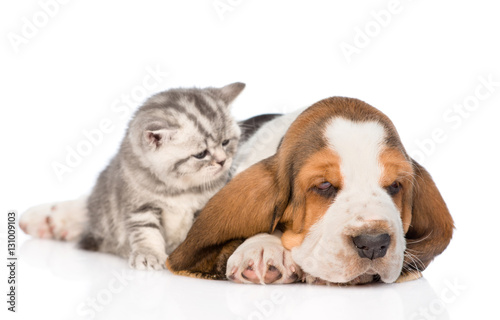 Kitten and puppy lying together. isolated on white background © Ermolaev Alexandr