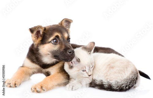 mixed breed dog lying with small cat together. isolated on white