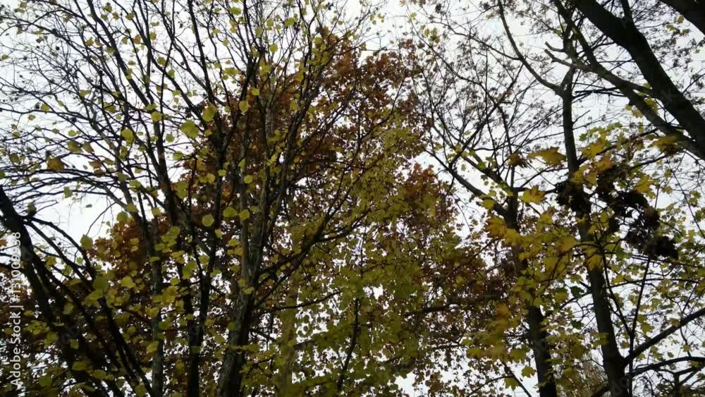 Falling Leaves Lowangle Autumn Scene Falling Leaves Lowangle Autumn Scene