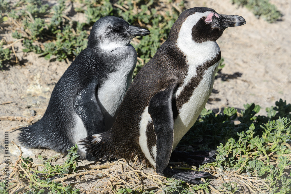 Obraz premium African penguins, also known as Black-Footed or Jackass Penguin, at Boulders Beach in Simon's Town, South Africa