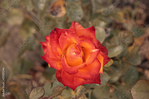 Yellow-red rose in a garden