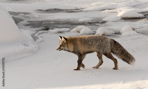 Cross Fox
