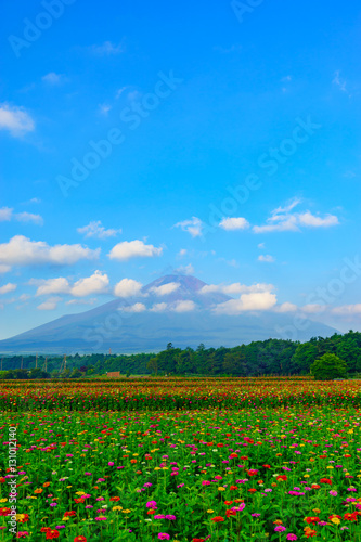 Fuji Mountain and zinnia