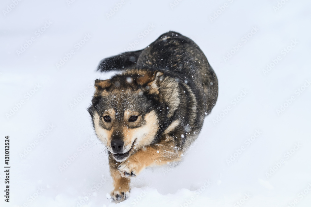 Naklejka premium funny dog running for the white fluffy snow