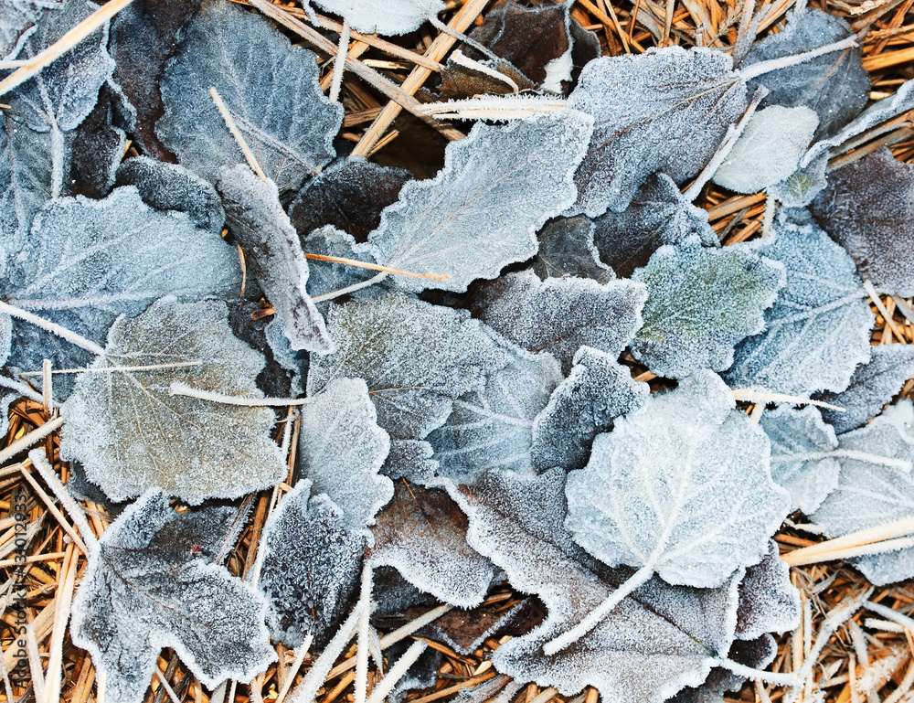 fallen leaves lying on the grass covered in cold white frost