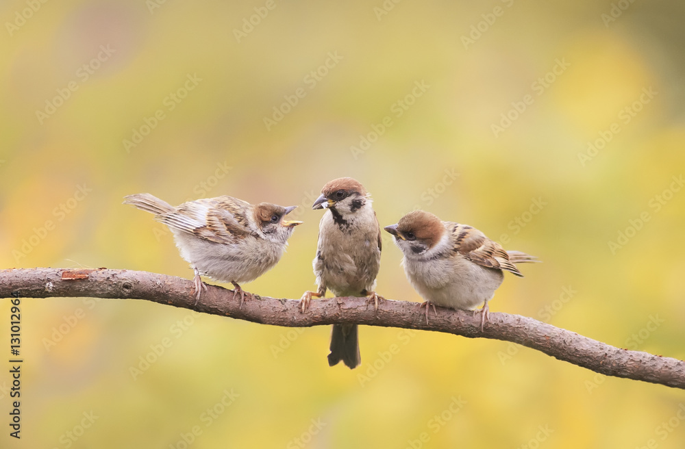 Φωτογραφία small nestlings, and the parent of a Sparrow sitting on a branch little beaks Ag