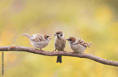 small nestlings, and the parent of a Sparrow sitting on a branch little beaks Agape