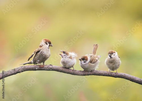little Chicks and parent Sparrow sitting on a branch little beaks Agape