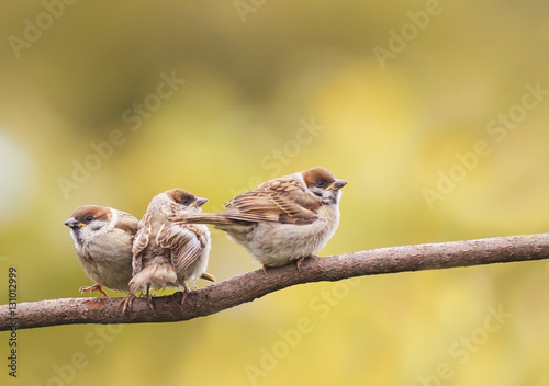 three funny little chick sitting in a tree waiting for parents