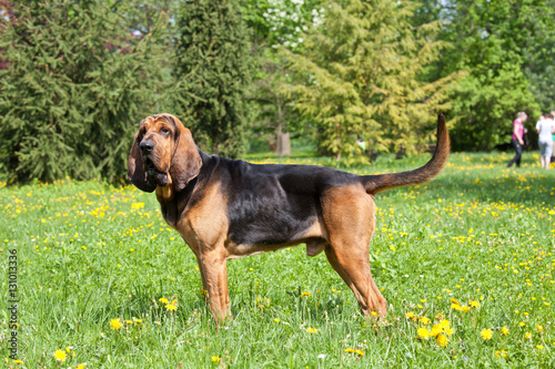 Portrait of nice bloodhound