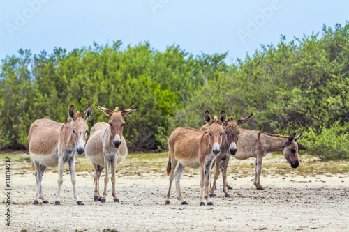 Mannar donkey in Kalpitiya, Sri Lanka