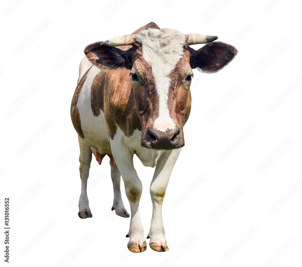 Funny cute cow isolated on white. Looking at camera red cow. Funny spotted cow. Farm animals. Cow, standing full-length in front of white background. Pet red young cow on white.